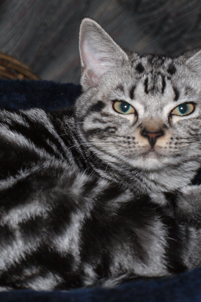 Американская короткошерстная кошка в корзинке