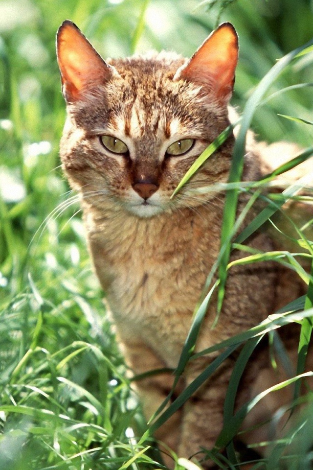 Американская короткошерстная кошка в траве