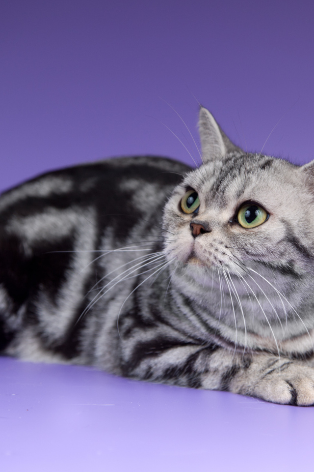 Американская короткошерстная кошка смотрит вверх