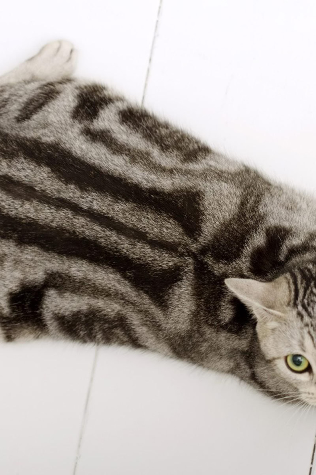 Американская короткошерстная кошка на полу