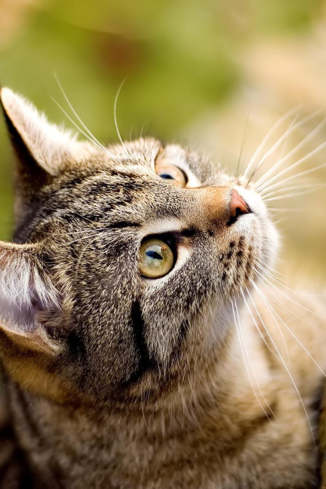 Американская жесткошерстная кошка у дерева