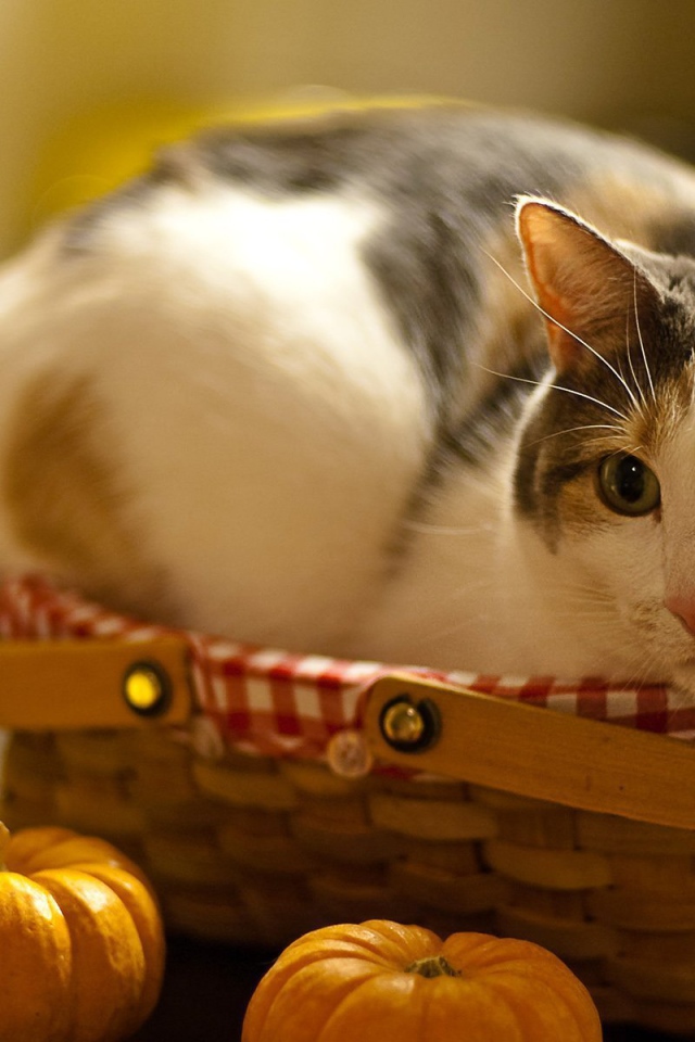 Американская жесткошерстная кошка в корзине