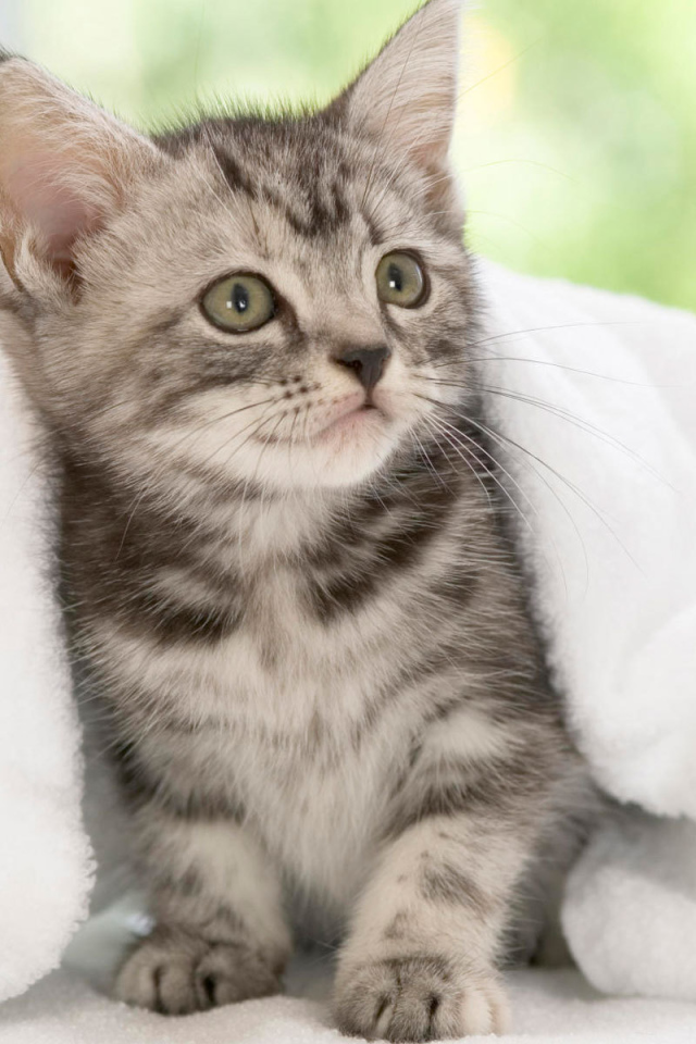 Котенок американской жесткошерстной кошки