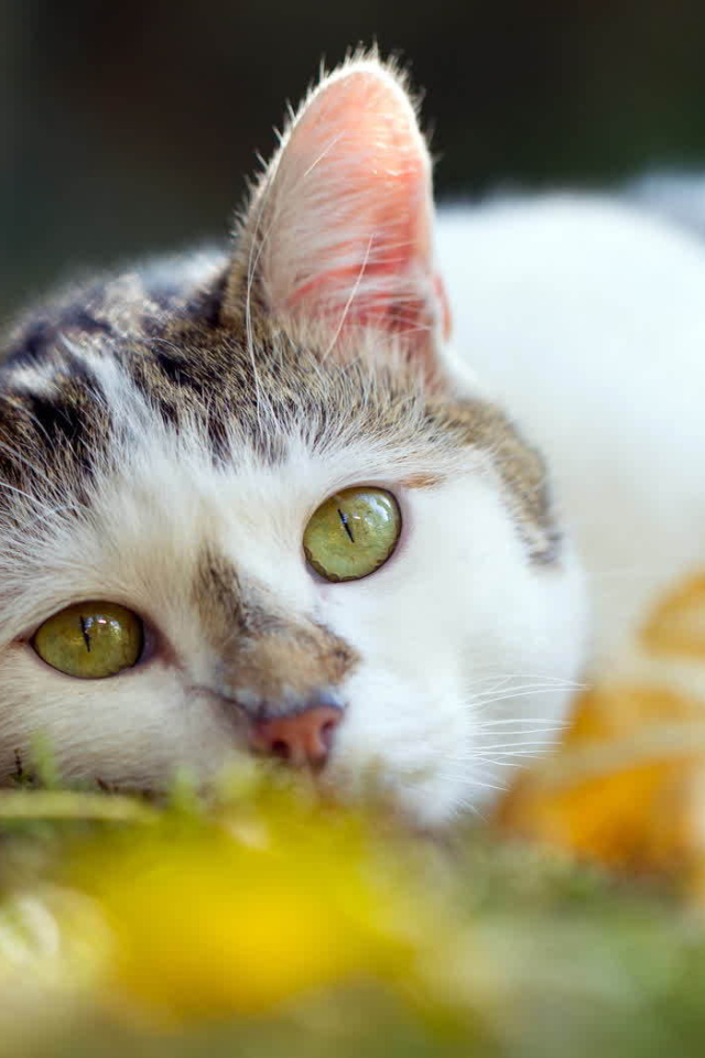 Американская жесткошерстная кошка лежит на траве