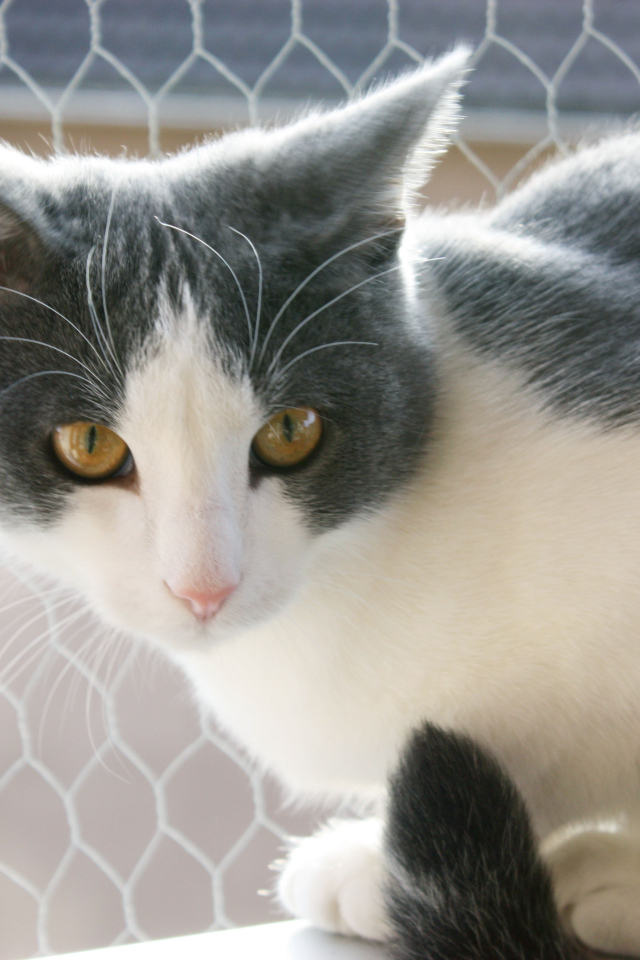 Американская жесткошерстная кошка у забора