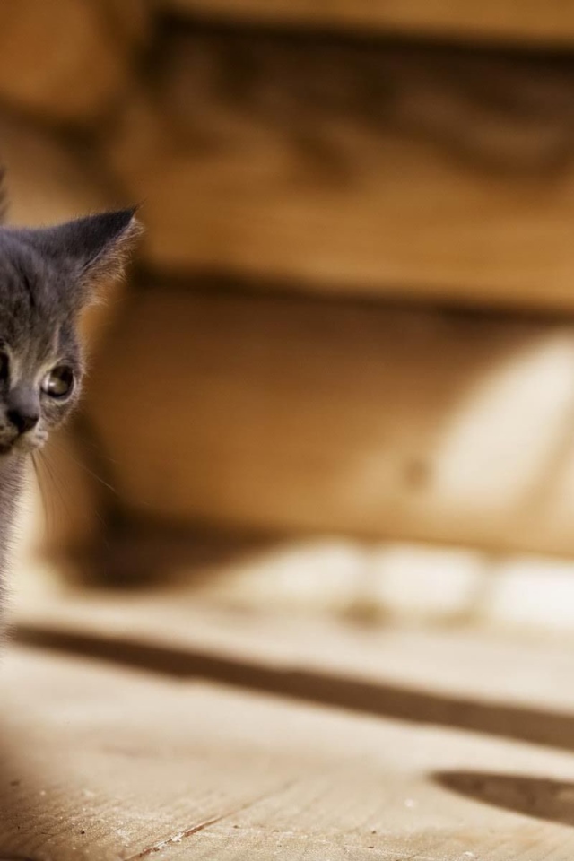 Серый котенок американской жесткошерстной кошки