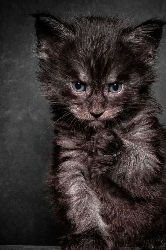 Cердитый черный кот