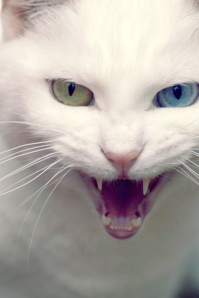 Злой кот турецкая ангора