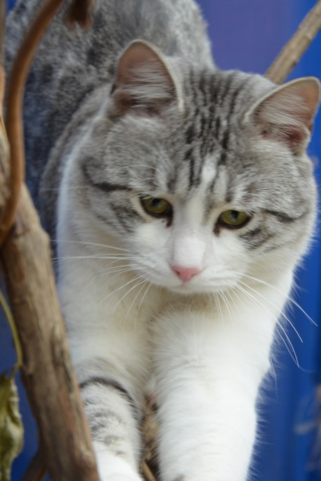 Аравийский мау среди веток