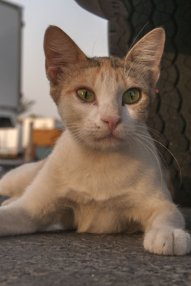 Аравийский мау у колеса