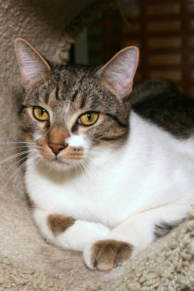 Азиатская табби в домике