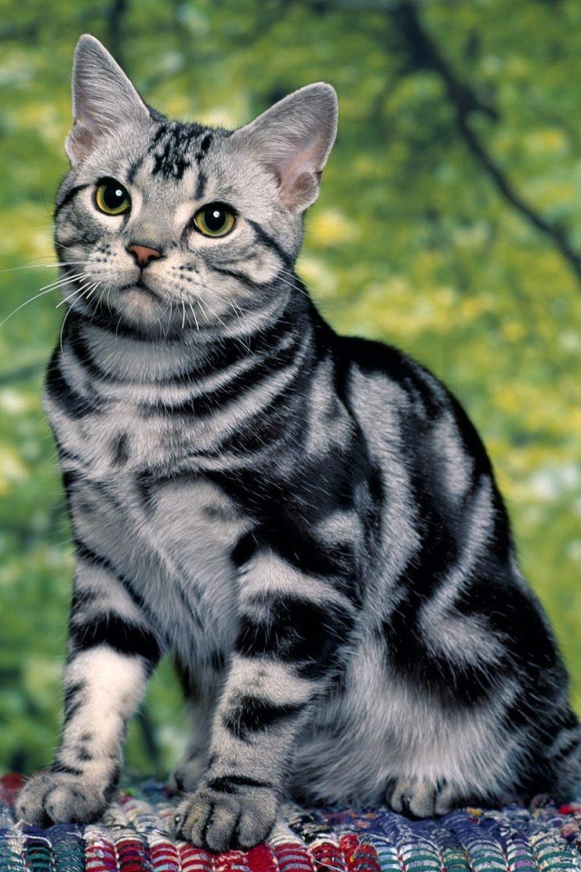 Милая кошка азиатская табби