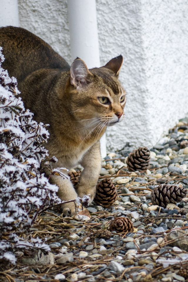 Кот породы азиатская табби