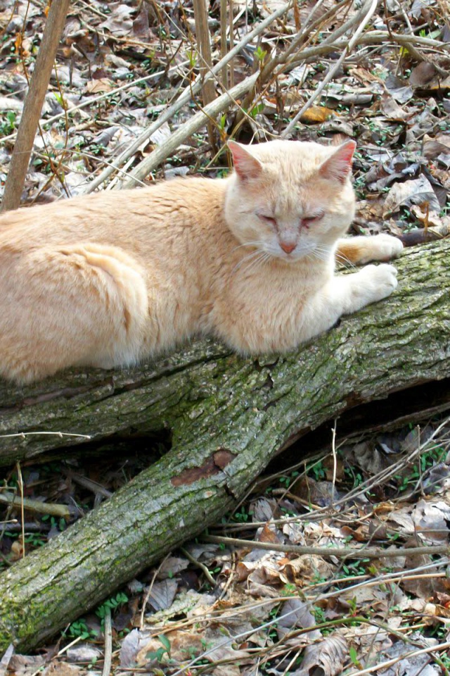 Рыжий американский бобтейл