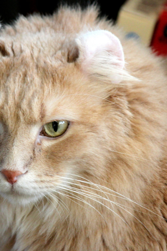 Рыжий американский керл