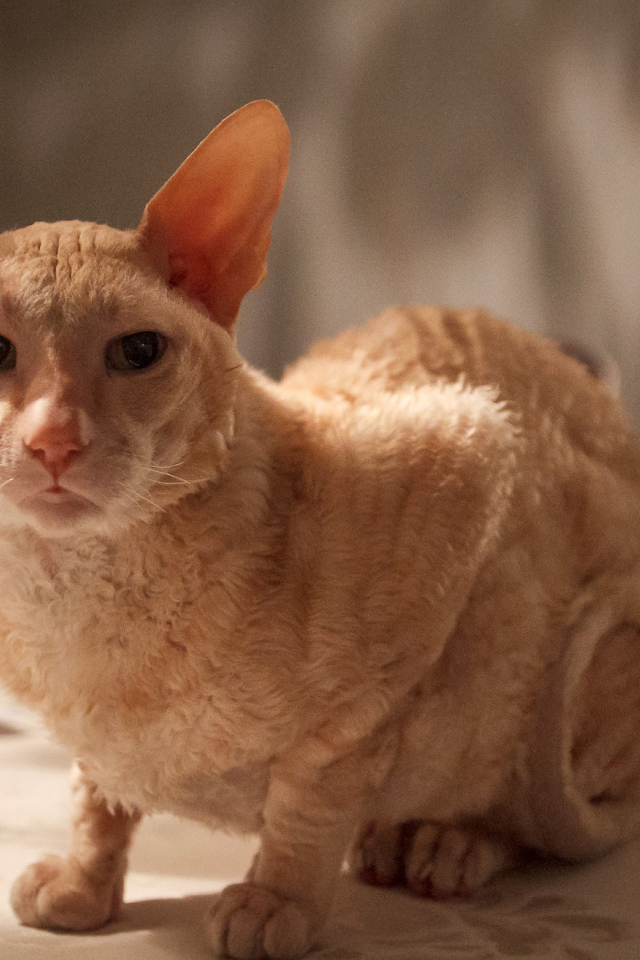 Рыжий корниш рекс