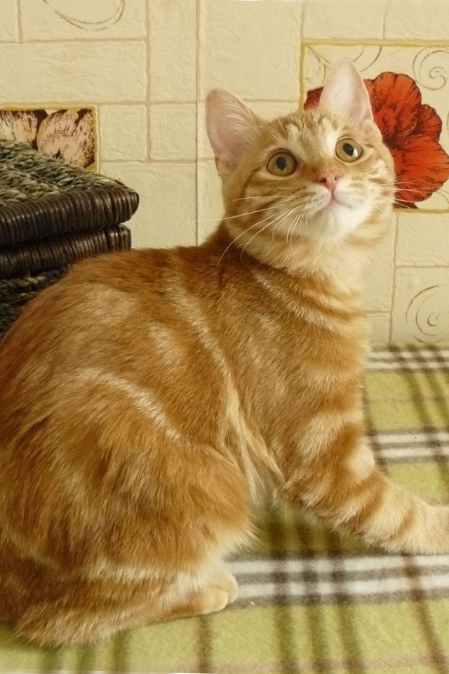 Рыжий курильский бобтейл