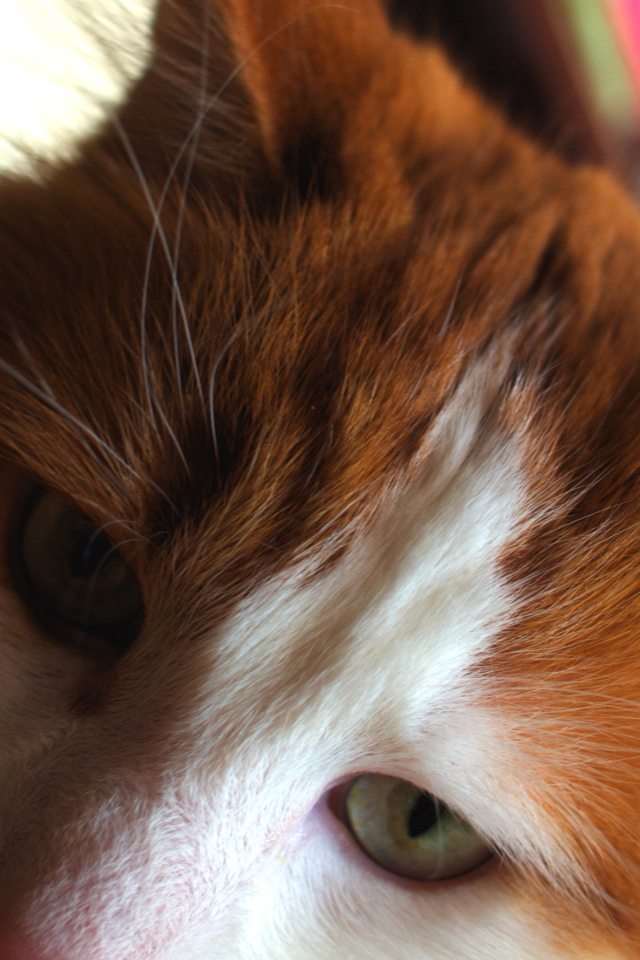 Рыжий турецкий ван