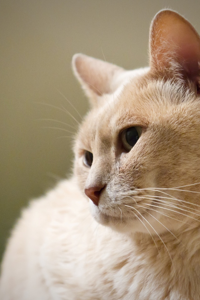 Кот австралийский мист