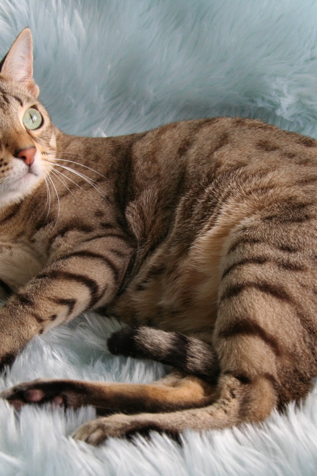 Порода кошек австралийский мист