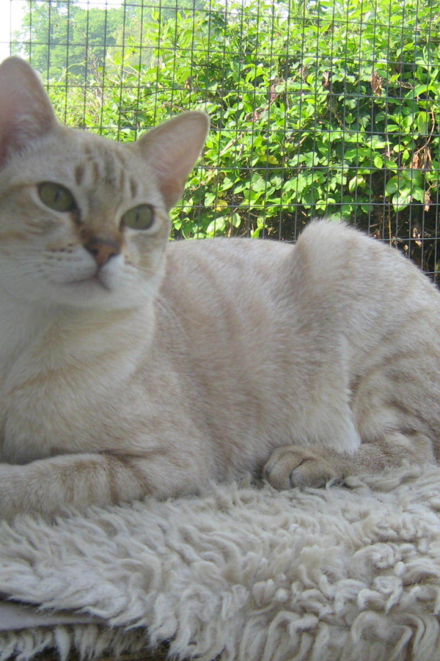 Кот австралийский мист на природе