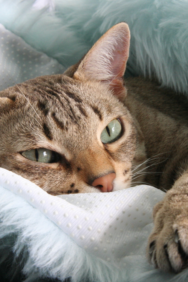 Австралийский мист отдыхает