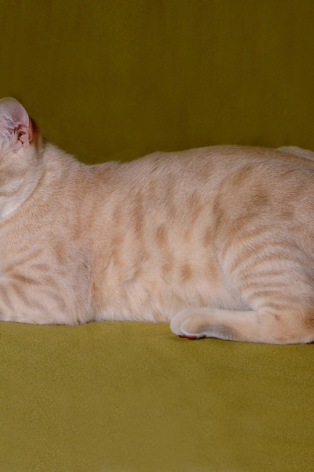 Австралийский мист на зеленом фоне