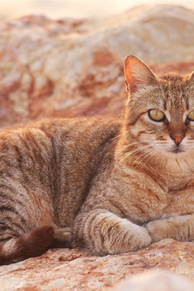 Австралийский мист на скале