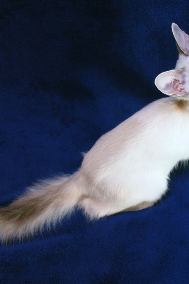 Порода балийских кошек