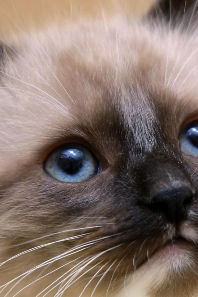 Котенок балийской кошки