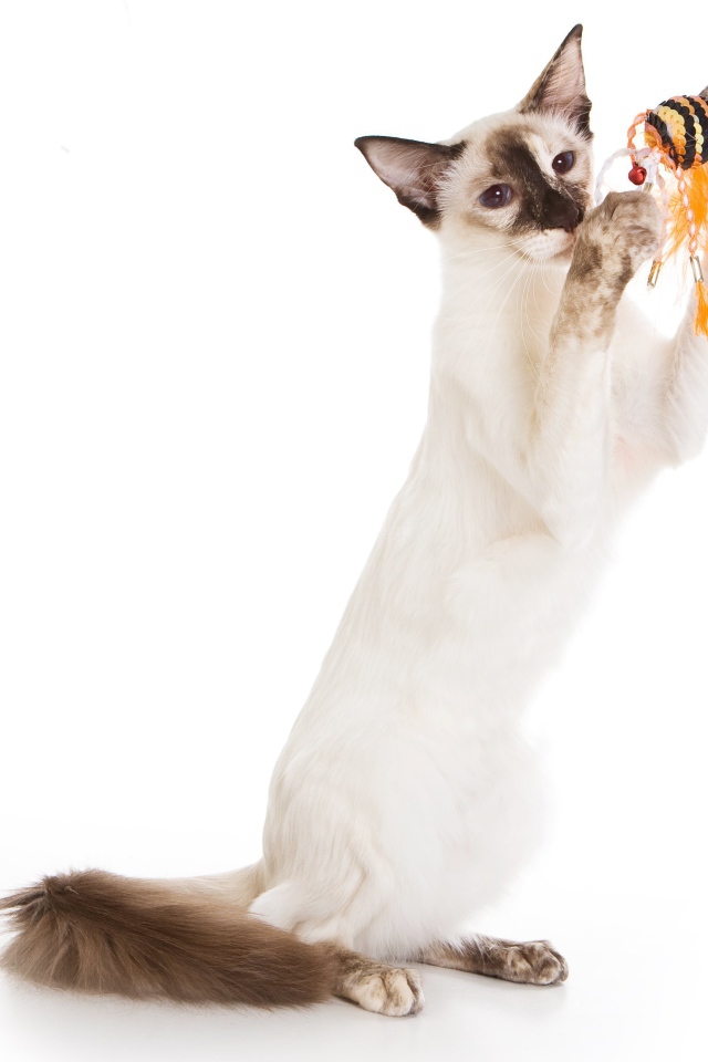 Балийская кошка с игрушкой