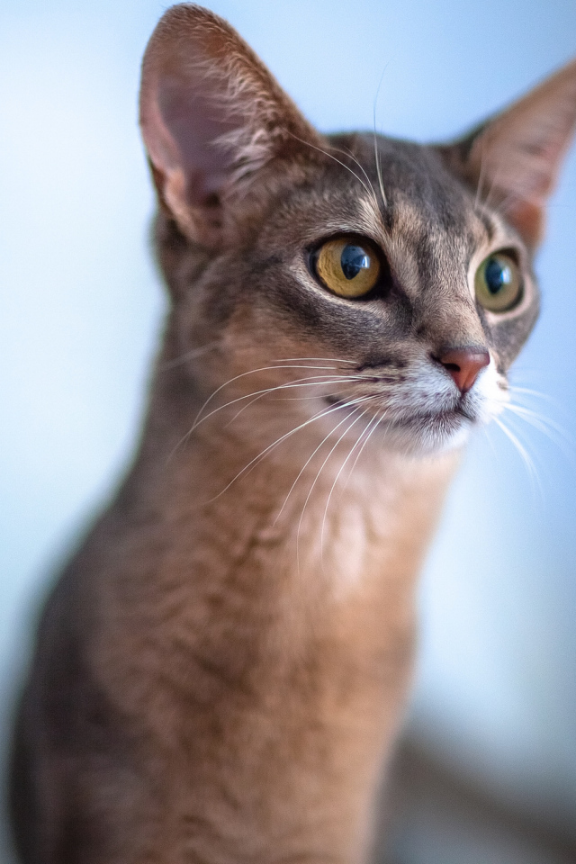 Красивая абиссинка