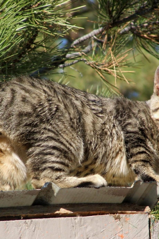 Красивый американский бобтейл