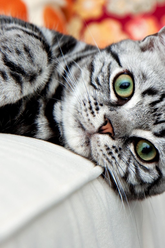 Красивая американская жесткошерстная кошка