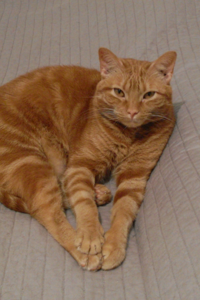 Красивый аравийский мау