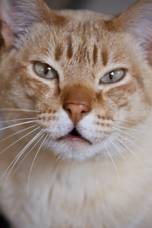 Красивый австралийский мист