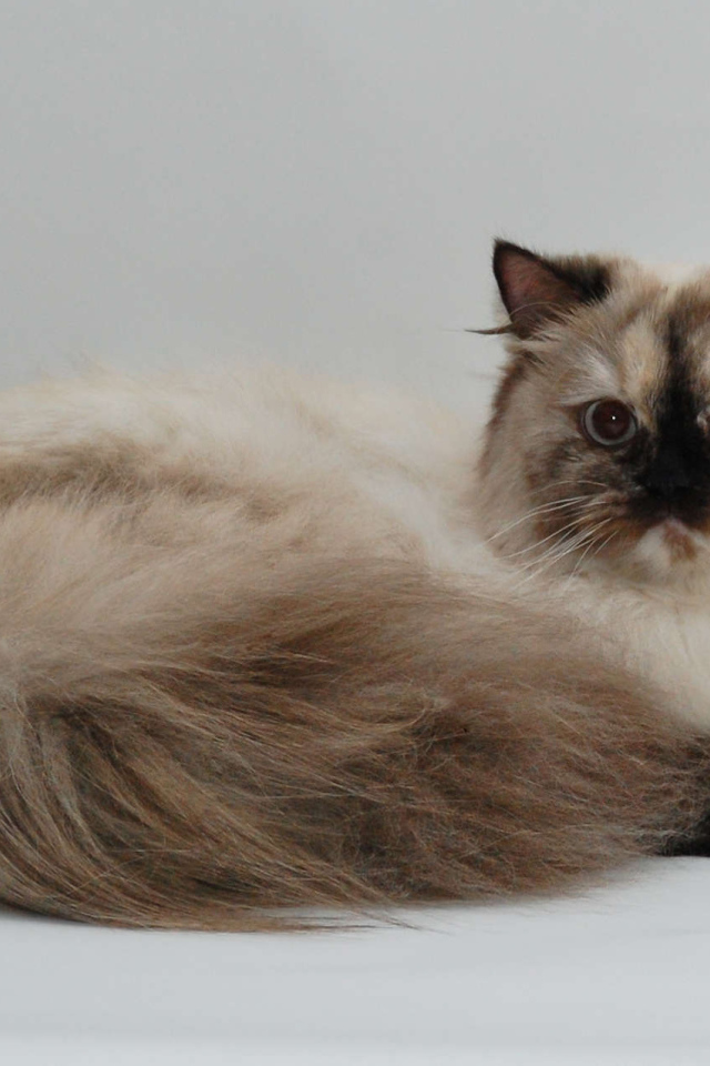 Красивая британская длинношерстная кошка