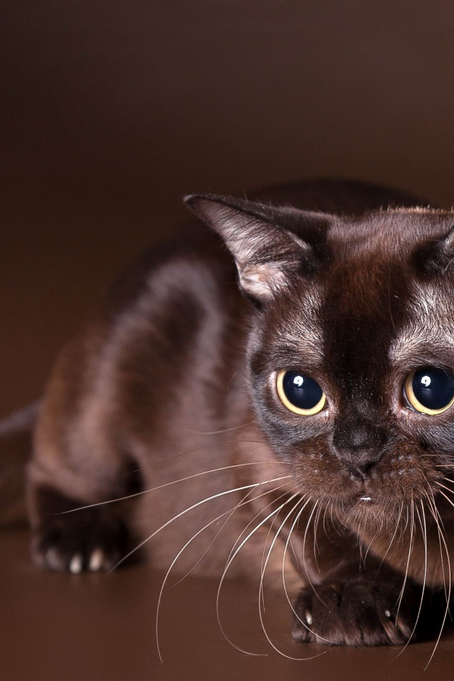 Красивая бурманская кошка