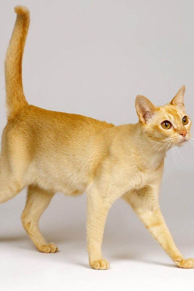 Красивая цейлонская кошка