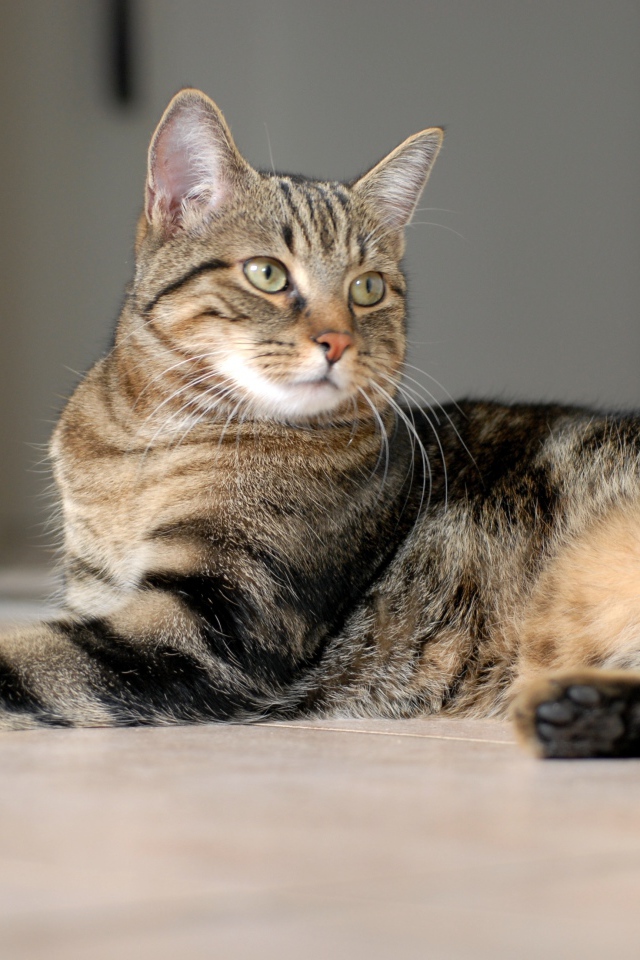 Красивая европейская короткошерстная кошка