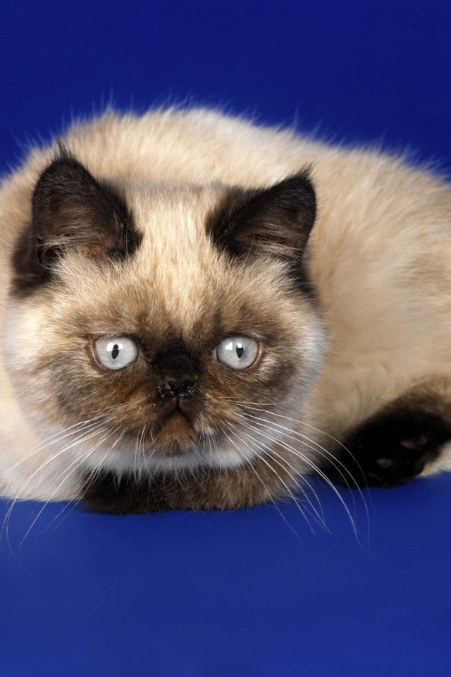 Красивая гималайская кошка