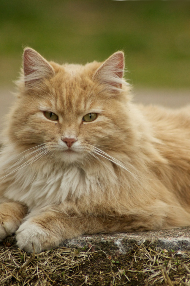 Красивая норвежская лесная кошка