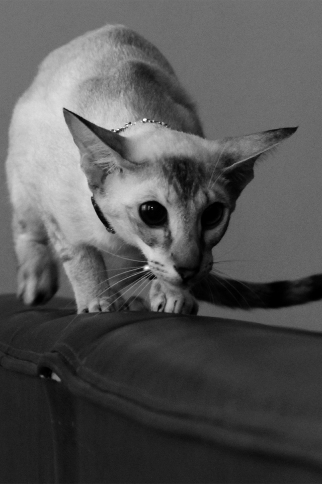 Красивая ориентальная короткошерстная кошка