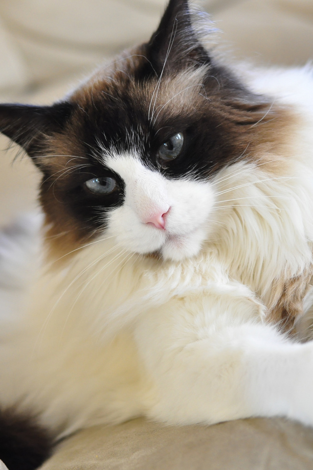 Красивая кошка рэгдолл