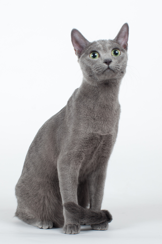 Красивая русская голубая кошка