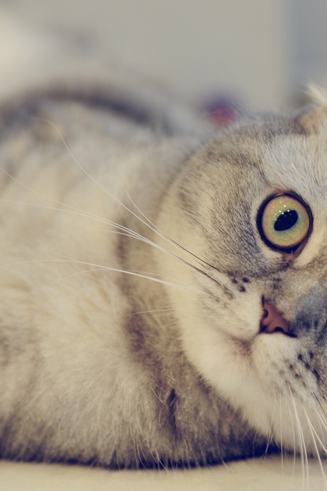 Красивая шотландская кошка