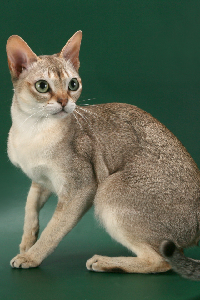 Красивая сингапурская кошка