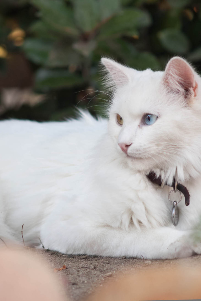 Красивая кошка турецкая ангора