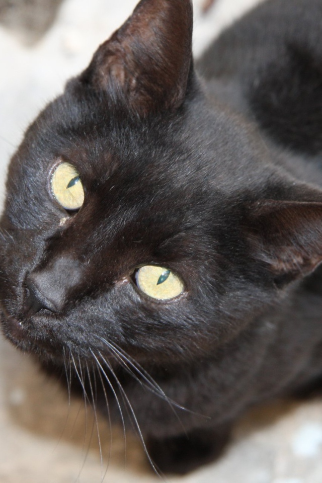 Красивая бомбейская кошка