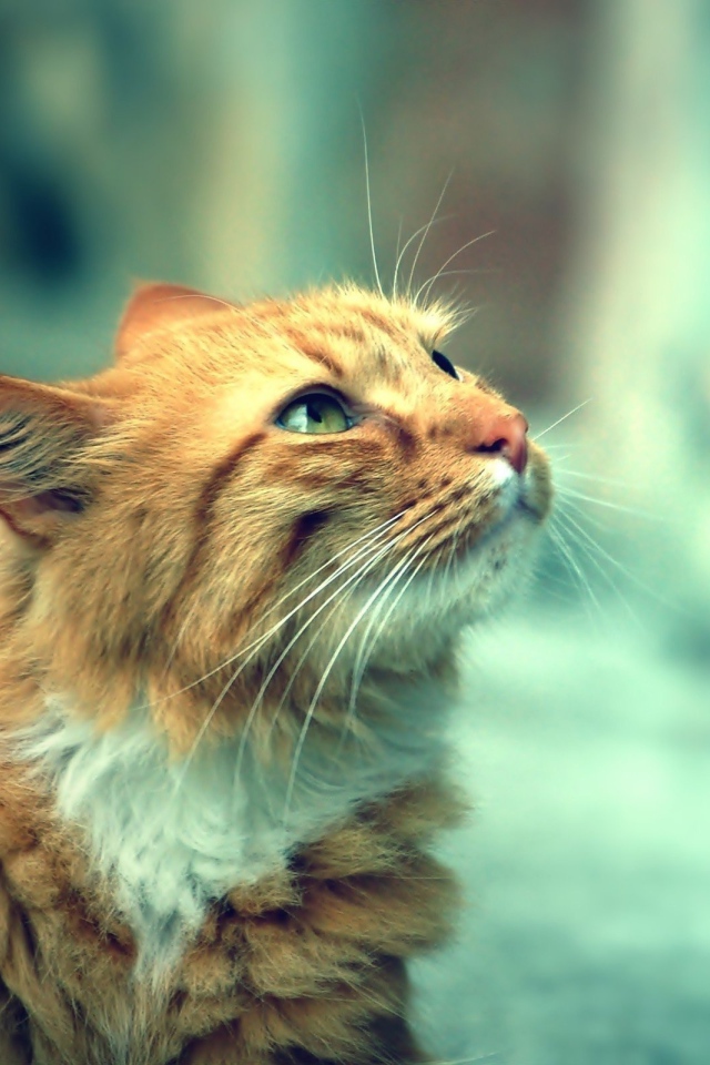 Красивый кот кимрик